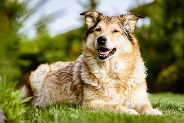 Old but happy crossbreed dog