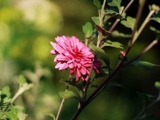 pink flower