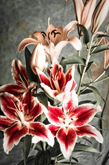 beautiful bouquat bunch of red lily in old vintage coloring