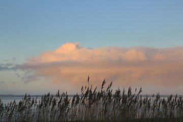 Wattenmeer und Schilf bei Neuharlingersiel ( Ostfriesland)