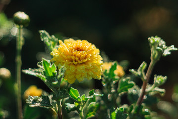 yellow flower
