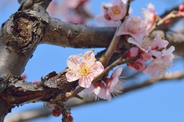 Macro details of pink Plum blossom branches at park in Japan