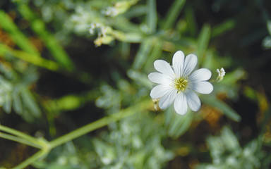 花　素材