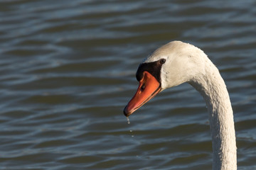 Schwan