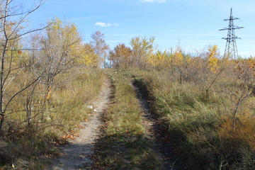 country road in the forest