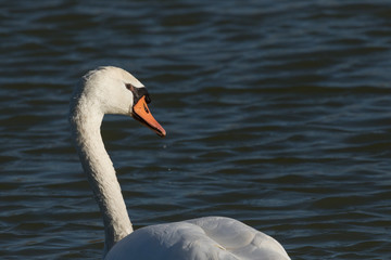 Schwan