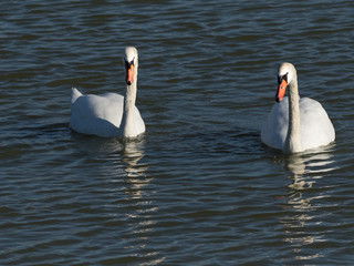 Obraz premium Schwan