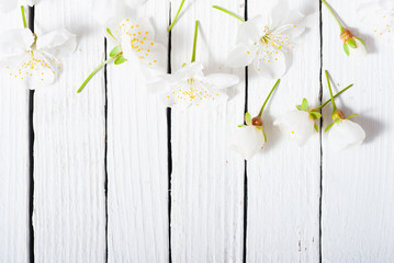 cherry flowers on white wooden