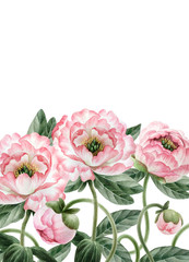 Watercolor peonies