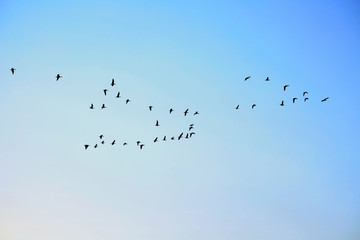 Vögel formieren sich zum Vogelzug bei Neuharlingersiel ( Ostfriesland)