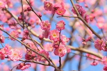 Macro details of pink Plum blossom branches at park in Japan