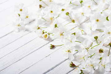Fototapeta premium cherry blossom spring background, white wood