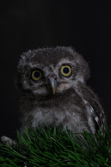 Spot owl on green grass and black background, select focus eye,