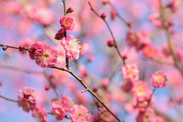 Macro details of pink Plum blossom branches at park in Japan