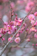 Macro details of pink Plum blossom branches at park in Japan