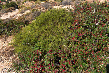 Pistacia lentiscus or mastic, Red fruits and leaves - Karpathos island, Greece