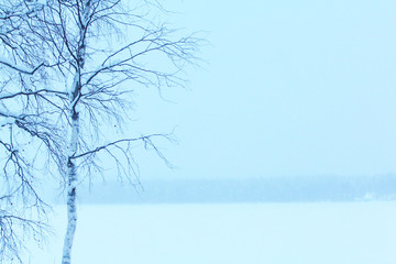 Fototapeta na wymiar tree branches on a winter background