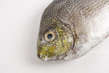 Fresh lamayo fish isolated on white.