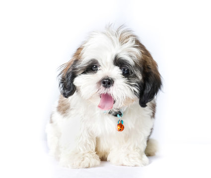 Dog shisu on white background, The dog sat facing forward,