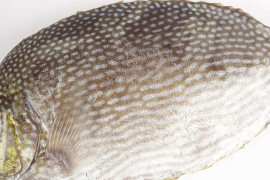 Fresh lamayo fish isolated on white.