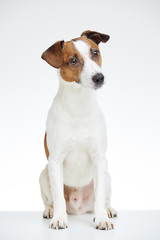 Cute Jack Russell Terrier sits on the white table with head turned to the side on the white...