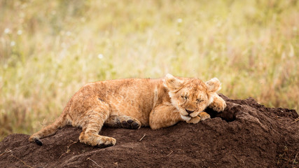 Baby lion cub taking a nap