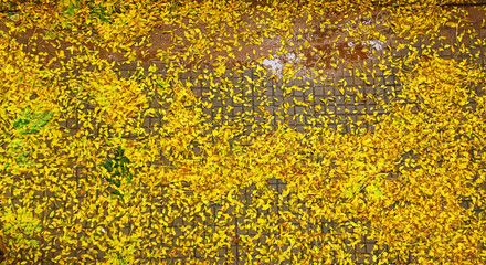 Caída de la hoja en un aparcamiento de Barcelona, Catalunya, España