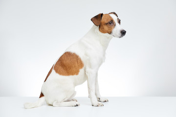 Jack Russell Terrier sits sideways on the white table with head turned to the side on the white background