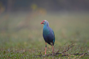 Grey headed swamphen in wetland