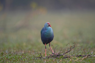 bird on grass