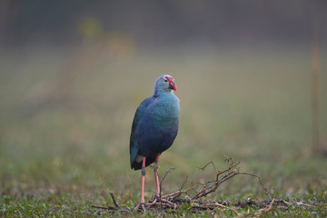 Grey headed swamphen in wetland