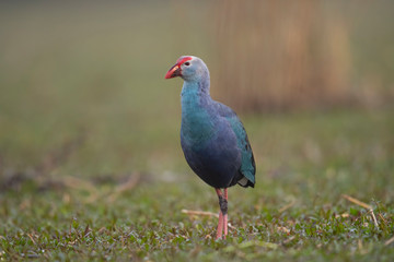 Grey headed swamphen in wetland