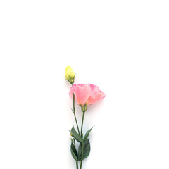 pink eustoma on a white square background