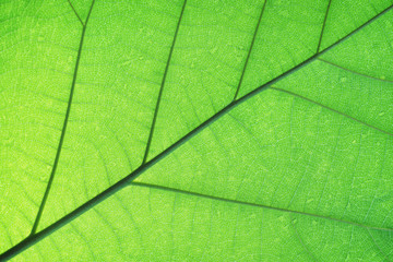 Rich green rim light leaf texture see through symmetry vein structure, beautiful nature texture background concept