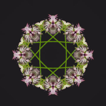 Fine art still life floral decorative geometrical symmetrical pastel color pattern/ornament/mandala made with macros of pink and green astrantia flowers on black background in vintage painting style