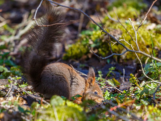 Cute red Squirrel sitting in the ground with a big tail