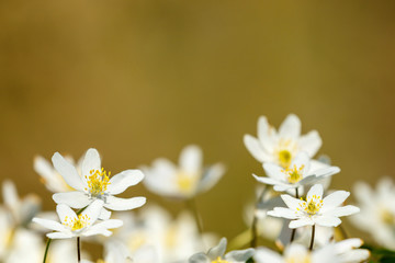Naklejka na ściany i meble Beautiful Wood anemone flowers in springtime