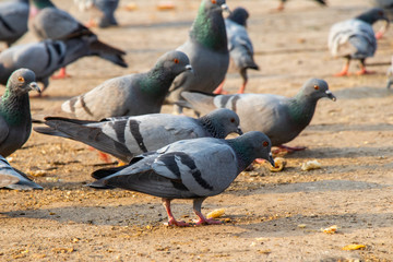 Group of pigeons