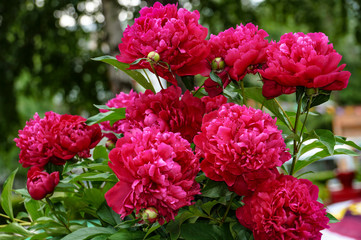 walk, nature, flora, flowers, flowers, peonies, buds, beauty