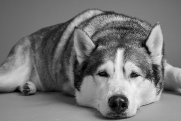 malamute de alaska