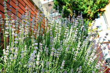 Selective focus on lavender flower in flower garden in green grass under the beautiful house and blue water of swimming pool. lavender flowers lit by sunligh.