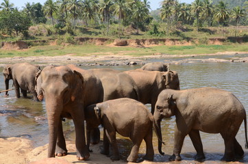 Obraz na płótnie Canvas elephant Orphanage Sri Lanka
