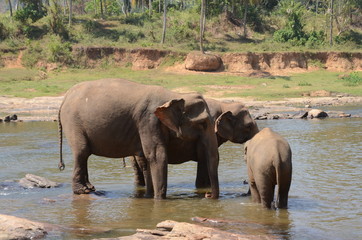 elephants Orphanage Sri Lanka 