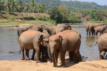 Fototapeta na wymiar elephants Orphanage Sri Lanka 