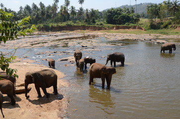 Fototapeta na wymiar elephants Orphanage Sri Lanka 