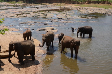 Naklejka na ściany i meble elephants Orphanage Sri Lanka 