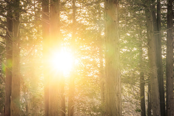 Fototapeta na wymiar Beautiful landscape of tree and forest with sun light
