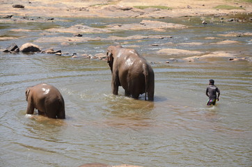 elephants Orphanage Sri Lanka 