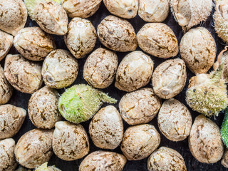 Hemp seeds background in macro. Top view