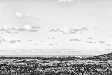 Wild flowers at Postberg near Langebaan. Monochrome